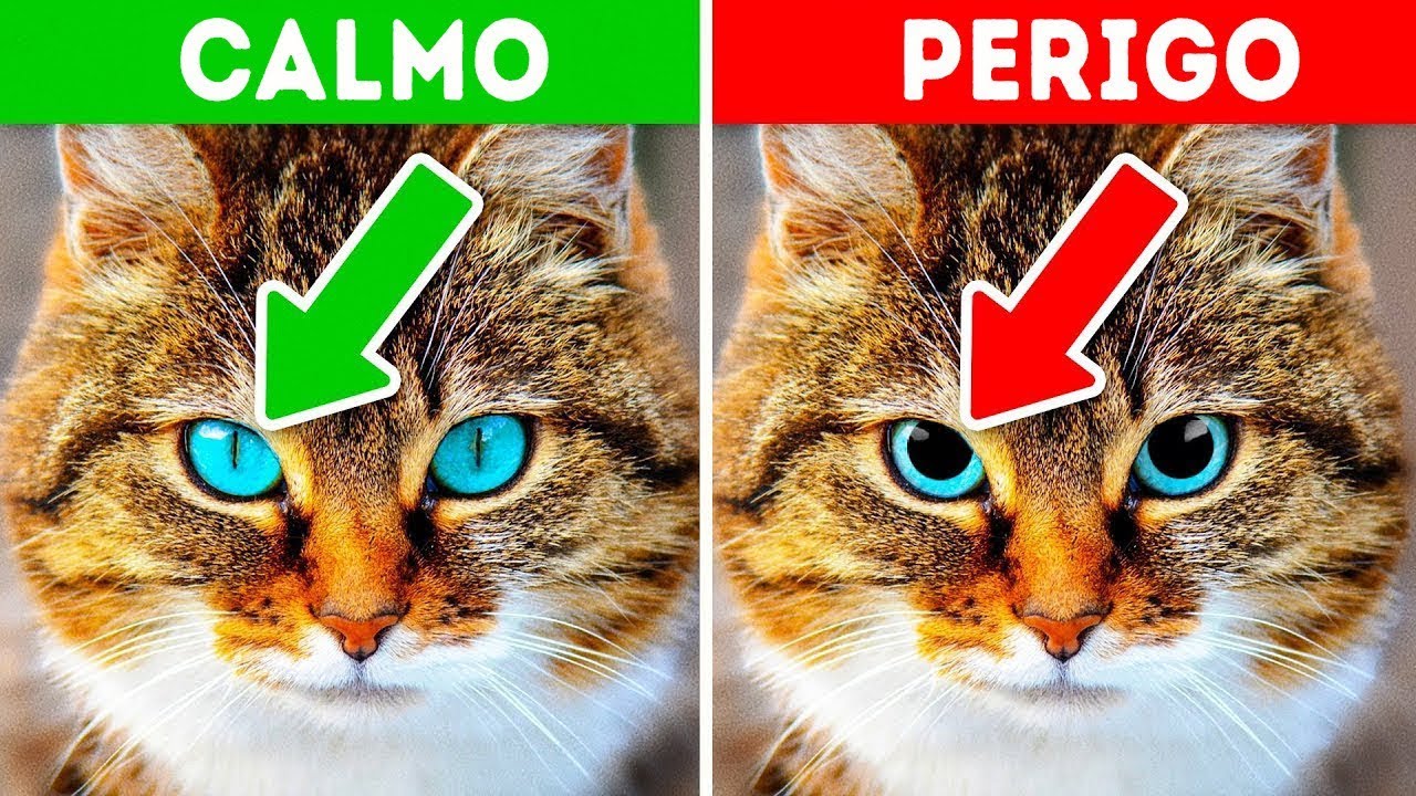 12 Sinais de que o Seu Animal de Estimação está Pedindo Ajuda