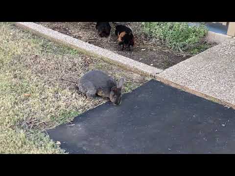 Rabbit Accidently Walked Into A Trap - Silly Rabbit Trix Are For Kids