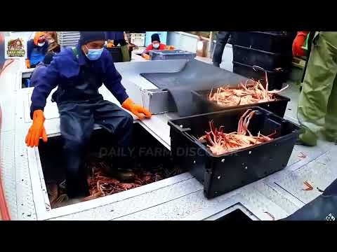 Amazing Catch Hundreds Tons Alaska King Crab With Modern Big Boat Earns Millions Of Dollars