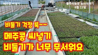 메주콩 씨넣기 포트 128구 선풍콩 감자 후작으로 충북 괴산 풀뿌리농장 (콩재배방법)