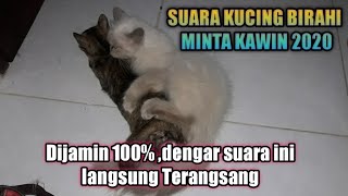 Download lagu Suara Kucing betina memanggil jantan | The sound of a cat in lust mp3 Download lagu Suara Kucing betina memanggil jantan | The sound of a cat in lust mp3