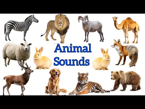 Wild & Farm Animal Sounds for Kids | जानवरों की आवाज