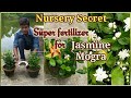 Nursery Secret Of Enormous Flowering In Jasmine Mogra Plant