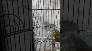 Download lagu Cucak rawis gacor dor #shrots mp3 Download lagu Cucak rawis gacor dor #shrots mp3