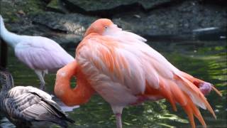 preview picture of video '2014 08 04   Flamands roses et rennes'