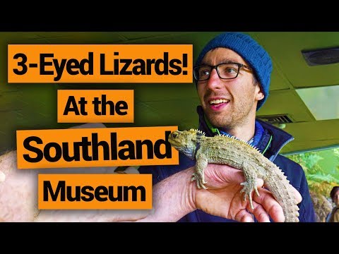 🦎 Tuatara at the Southland Museum –  New Zealand's Biggest Gap Year – Backpacker Guide New Zealand