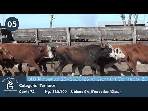 Lote Ter Machos - Mercedes Ctes