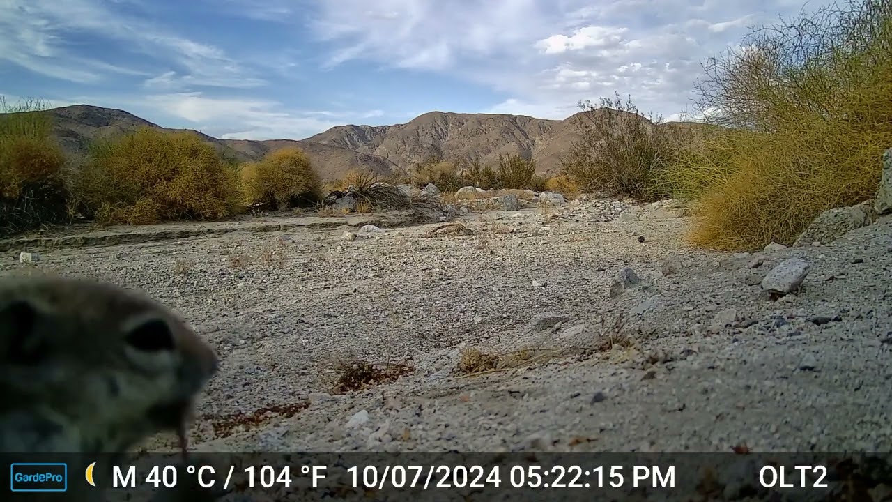 S2E34: Happy Valley Wildlife Camera Footage