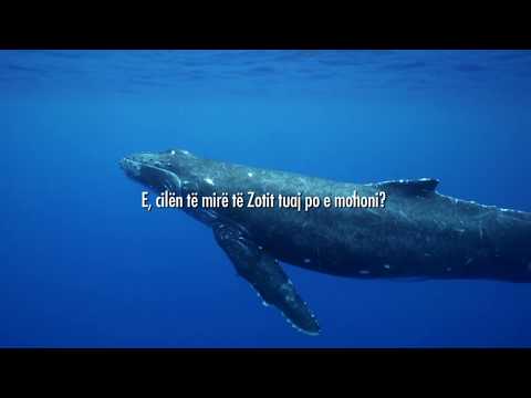 Kaptina El-Rrahman (Mëshiruesi) - Recitim i Ri [2017] nga Ahmed Nufejs