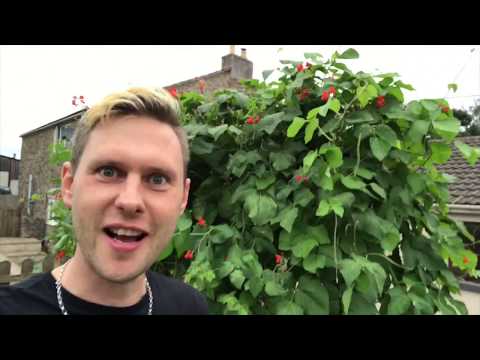 download lagu mp3 mp4 Green Beans Runner Beans, download lagu Green Beans Runner Beans gratis, unduh video klip Green Beans Runner Beans