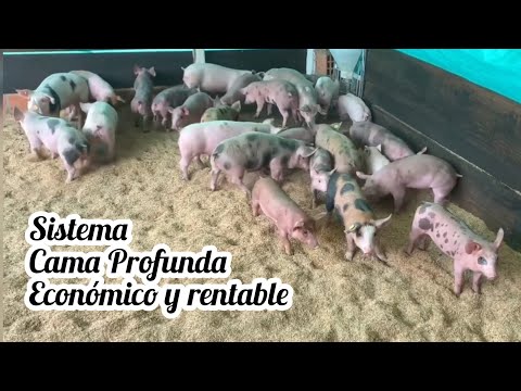 , title : 'Sistema de Cama Profunda para Crianza de Cerdos Económico Efectivo Rentable🐷🐖💵💰'