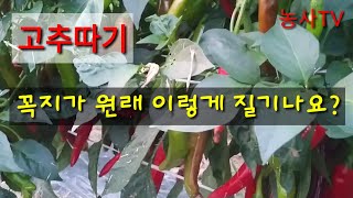 첫고추재배-고추꼭지가 원래 이렇게 질기나요? 따는데 여간 힘든게 아니네요ㅠㅠ[농사TV]