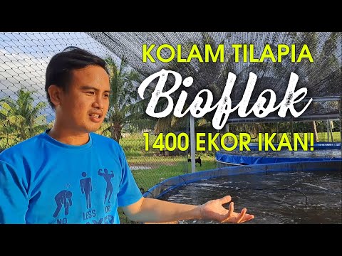 Kepadatan tilapia tinggi! Pemain BIOFLOK Sabah!