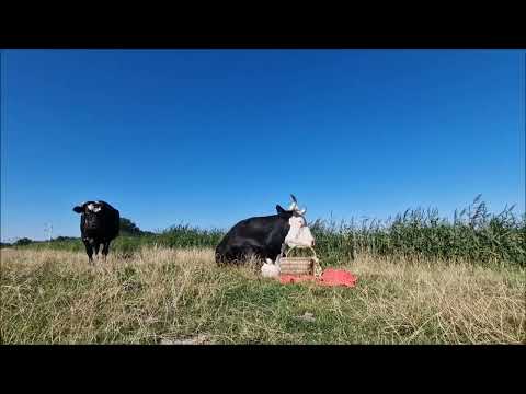 Der größte Kindergeburtstag des Jahres