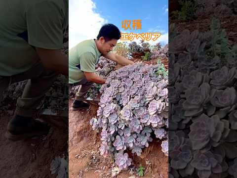 多肉植物-屋外-上げ床-コンクリート-ブロック