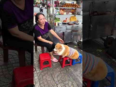 Eovi đi đòi tiền số #pets #corgi #eovivlog #doglife #funny