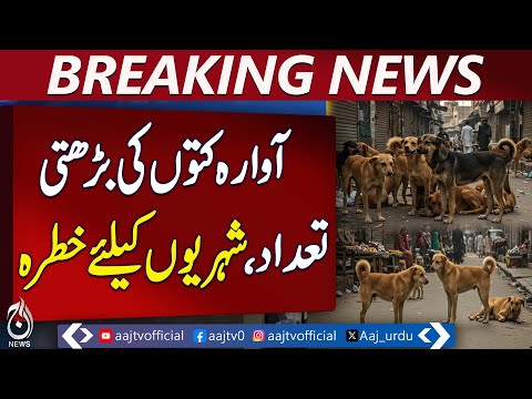 Stray Dogs Threaten Public Safety in Lahore - Pakistan news