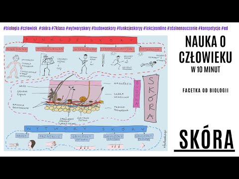Budowa i funkcje skóry | Warstwy skóry | Wytwory skóry | Skóra | Biologia Darmowe korepetycje | 7kl