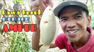 Download lagu Spot Alami Mancing Ikan Betok/Betik di Rawa Air keruh || POKOKE MANCING TERUS!! mp3