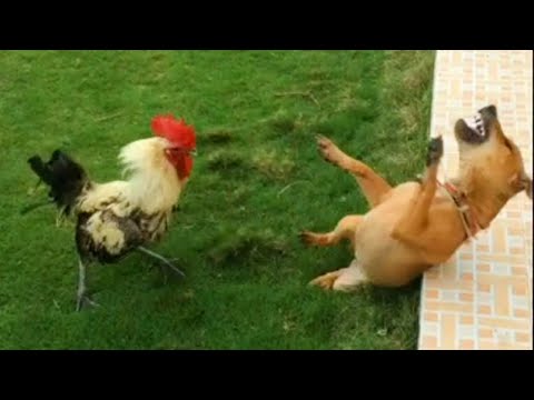 Impossible de rire et de perdre avec ces animaux les plus drôles.