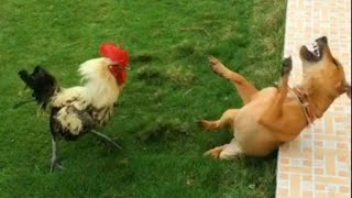 Impossible de rire et de perdre avec ces animaux les plus drôles.