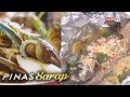 Pinas Sarap: Mga putaheng mas pinasarap ng luya, alamin!