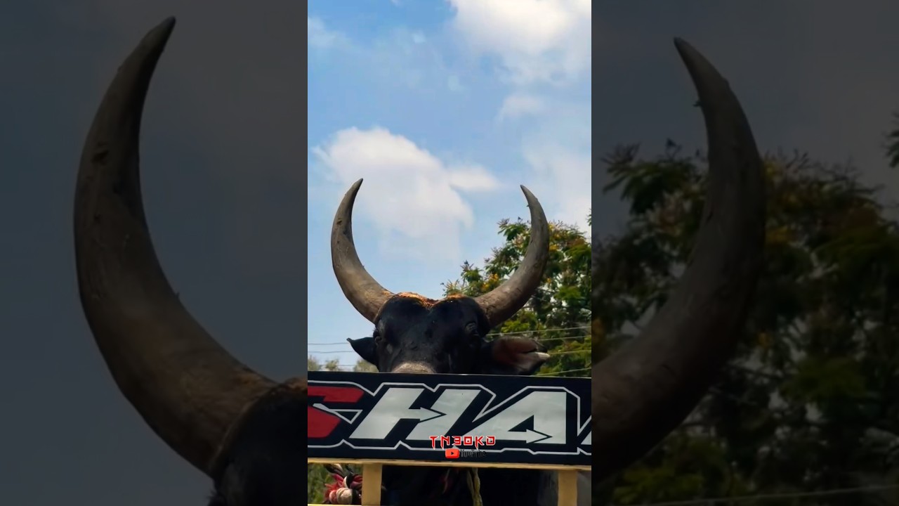 சேலத்து ❤️‍🔥காவல் தெய்வமும் 💥சேலம் சண்டியர் ✨👿// #jallikattu #bullfarm #bull #cow #viral #trending