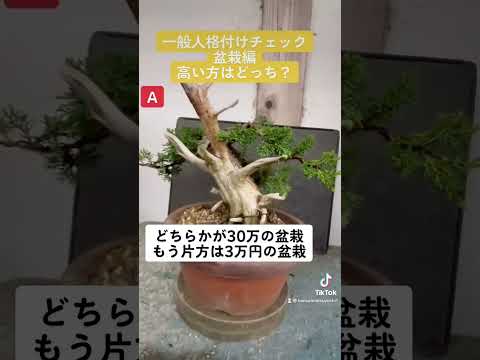 園芸 適切な盆栽を選ぶ
