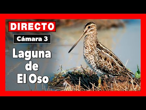 Laguna de El Oso Webcam in Ávila live webcam