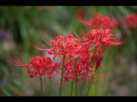 都市緑化と都市における新たな景観のトレンド  庭園