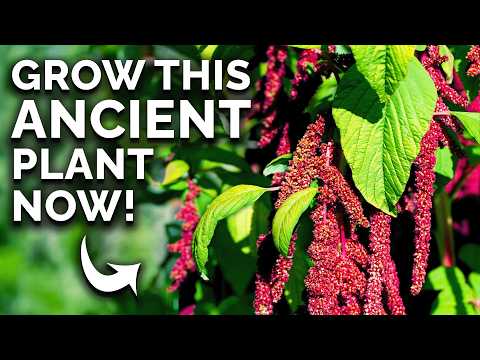 Amaranth: The Prehistoric Crop You Can Still Grow 🦕
