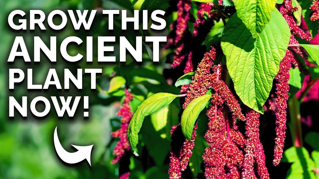 Amaranth: The Prehistoric Crop You Can Still Grow 🦕