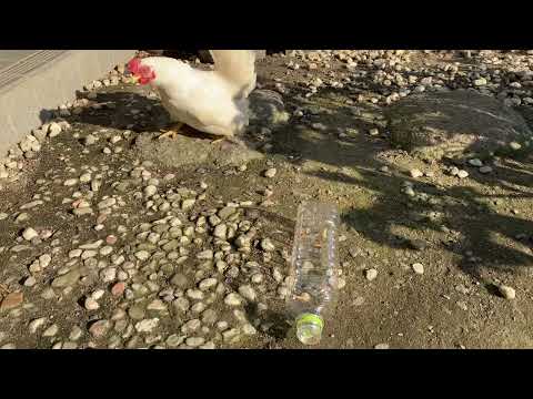 冬に鶏にミルワームを与えるのはなぜですか、彼らは食べ物が好きですか？