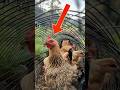 The Amazing Way Farmers Are Using Chicken Tunnels