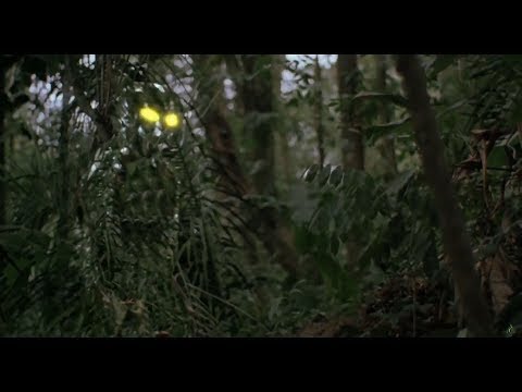 Predator - Eyes Of The Demon [HD]