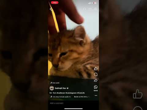 Mr Tom #cat  #catlover  #catvideos  #cats