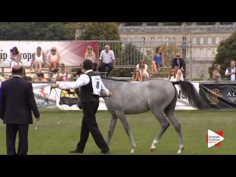 N.8 AJA CARRERA - Chantilly 2015 ABCE - Fillies 1 year old (Class 1A)