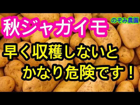 しおれたバラにジャガイモを使って植える：神話か現実か？  庭園