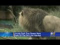 Lincoln Park Zoo Opens New State Of The Art Lion Habitat
