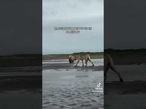 Massvlive Wolf VS grizzly bear 🐻 #nature #animals #survival