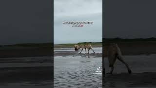 Massvlive Wolf VS grizzly bear 🐻 #nature #animals #survival
