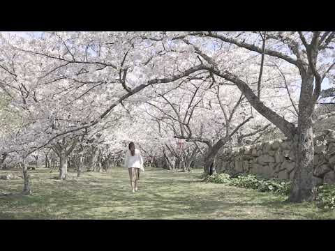 やまぐち映像図鑑 NO.155 萩城跡指月公園（桜）［萩市］ | Hagi Castle Ruins Shizuki Park Cherry Blossoms [ Hagi-city ]