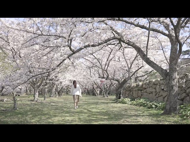 萩城跡指月公園（桜）
