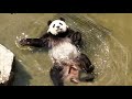 Panda Funny Moment Videos Compilation🐼🐼😍大熊猫的可爱搞笑合集