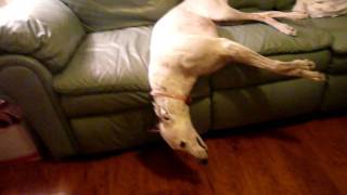 Lazy Greyhound