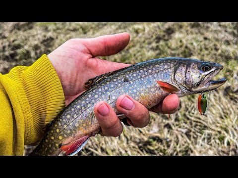 Catching Trout with only a Spoon in Minnesota | spring creek fishing