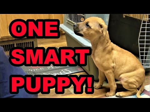 ¡El entrenamiento de Bindi avanza!