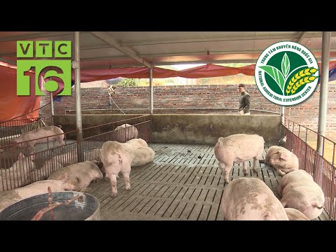 , title : 'Thiết kế chuồng nuôi lợn hiện đại, tiết kiệm nước | VTC16'