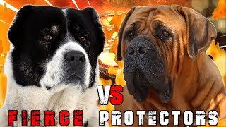 Alabai vs Boerboel | Boerboel vs Central Asian Shepherd | Powerful Guard Dog? | Billa Boyka |