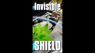 Peppermint to Keep the Chipmunks Away | #shorts